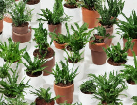 De bedste typer af plantejord til indendørs planter