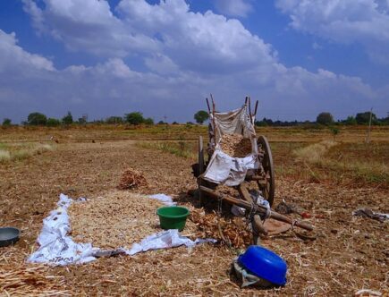 Sorghum's Resilience in Drought-Prone Regions: A Solution for Food Security
