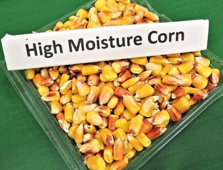 Sunde dyr, sunde produkter: Alt om naturligt foder